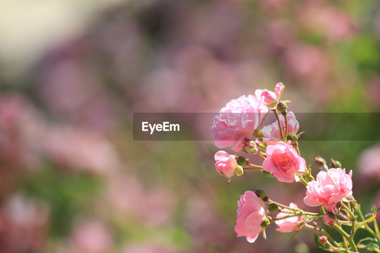 Close-up of pink flowers blooming outdoors