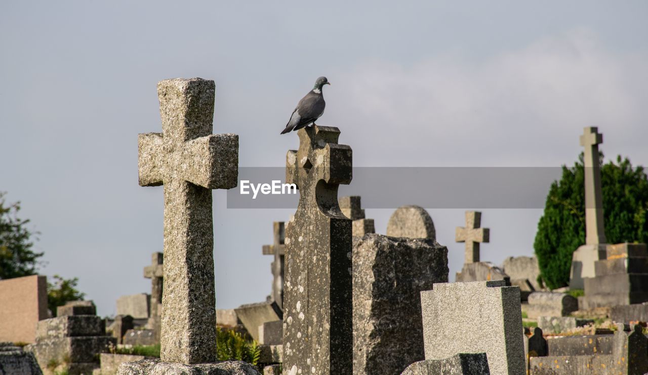 Birds perching on cemetery against sky