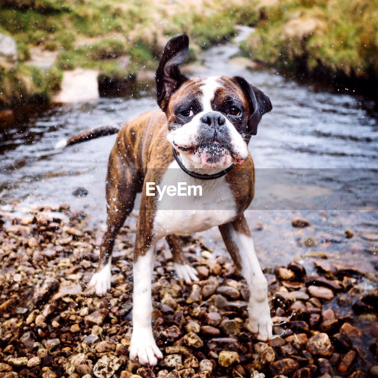 Dog shaking off water at river