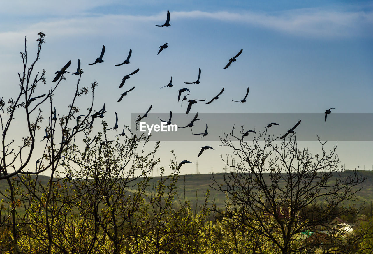 LOW ANGLE VIEW OF BIRDS FLYING AGAINST SKY