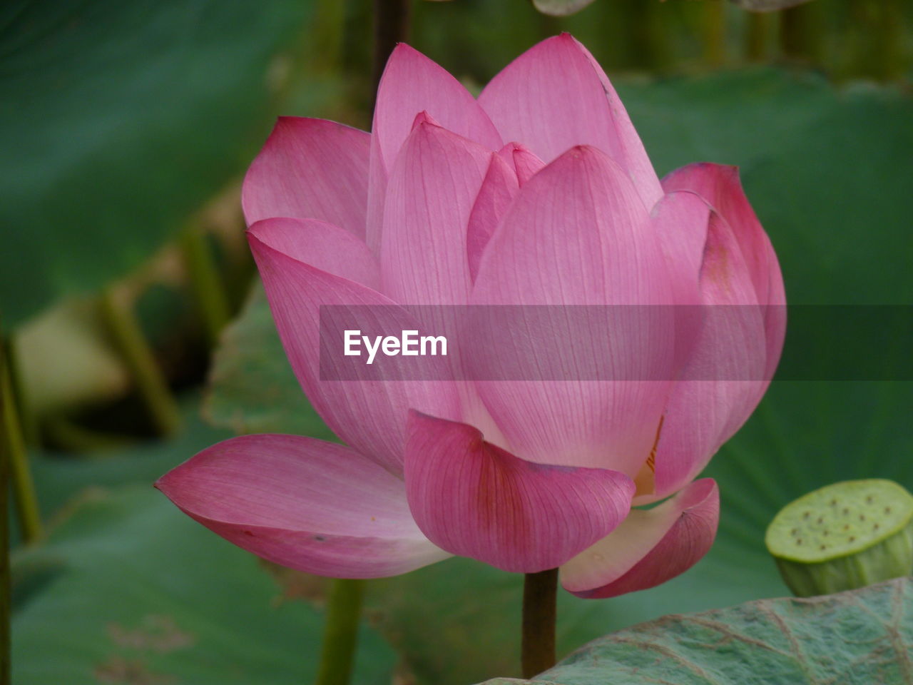 Close-up of pink water lily