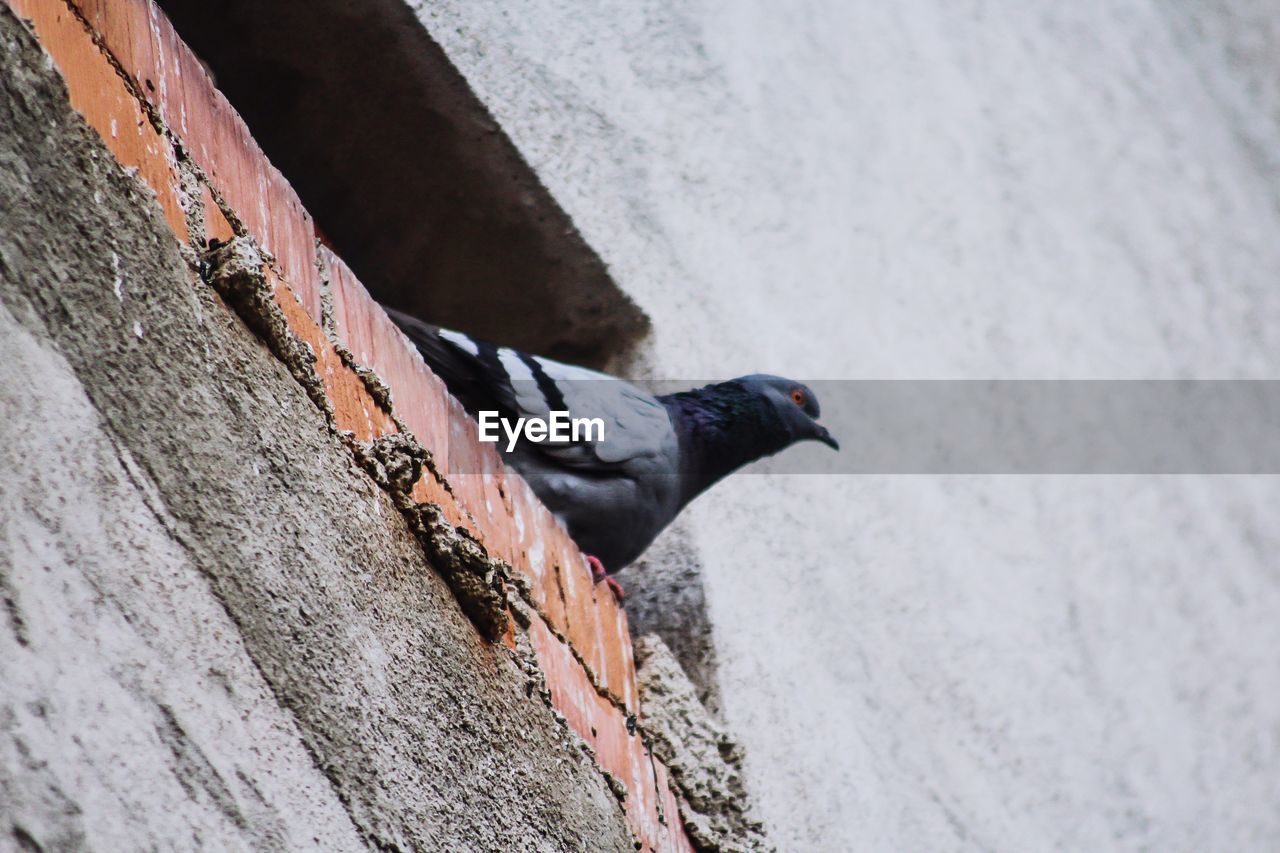 High angle view of bird perching on wall