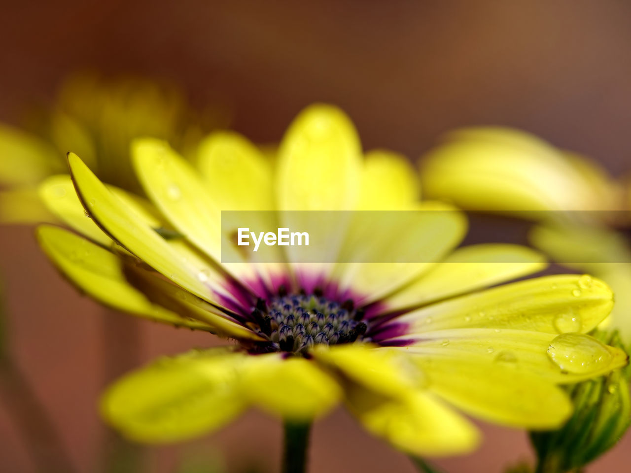 flower, flowering plant, yellow, freshness, plant, beauty in nature, close-up, macro photography, flower head, fragility, petal, inflorescence, growth, nature, daisy, selective focus, green, no people, wildflower, blossom, pollen, focus on foreground, plant stem, outdoors, springtime, vibrant color