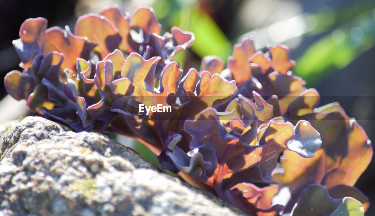 CLOSE-UP OF PLANT AGAINST BLURRED BACKGROUND