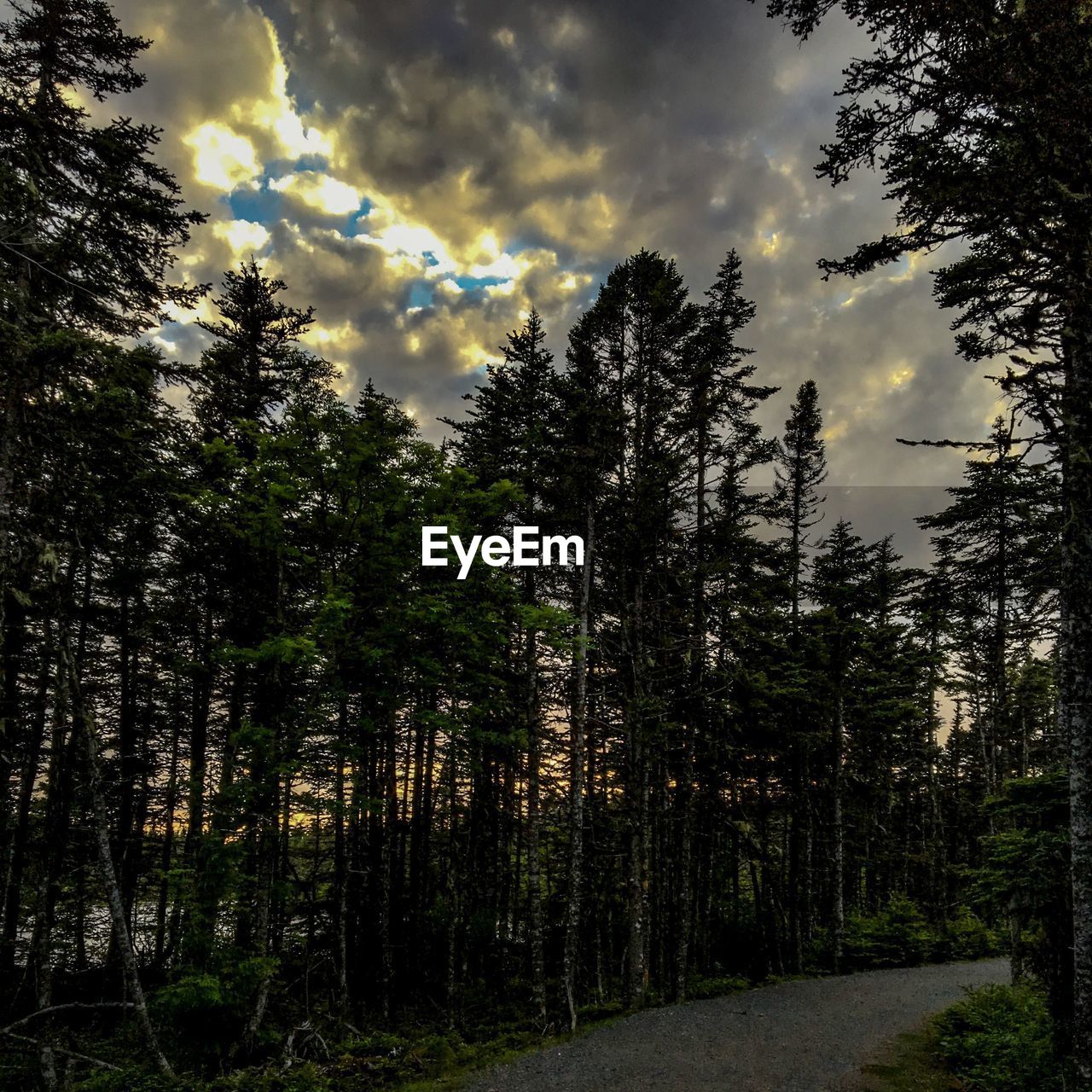 VIEW OF TREES AGAINST CLOUDY SKY