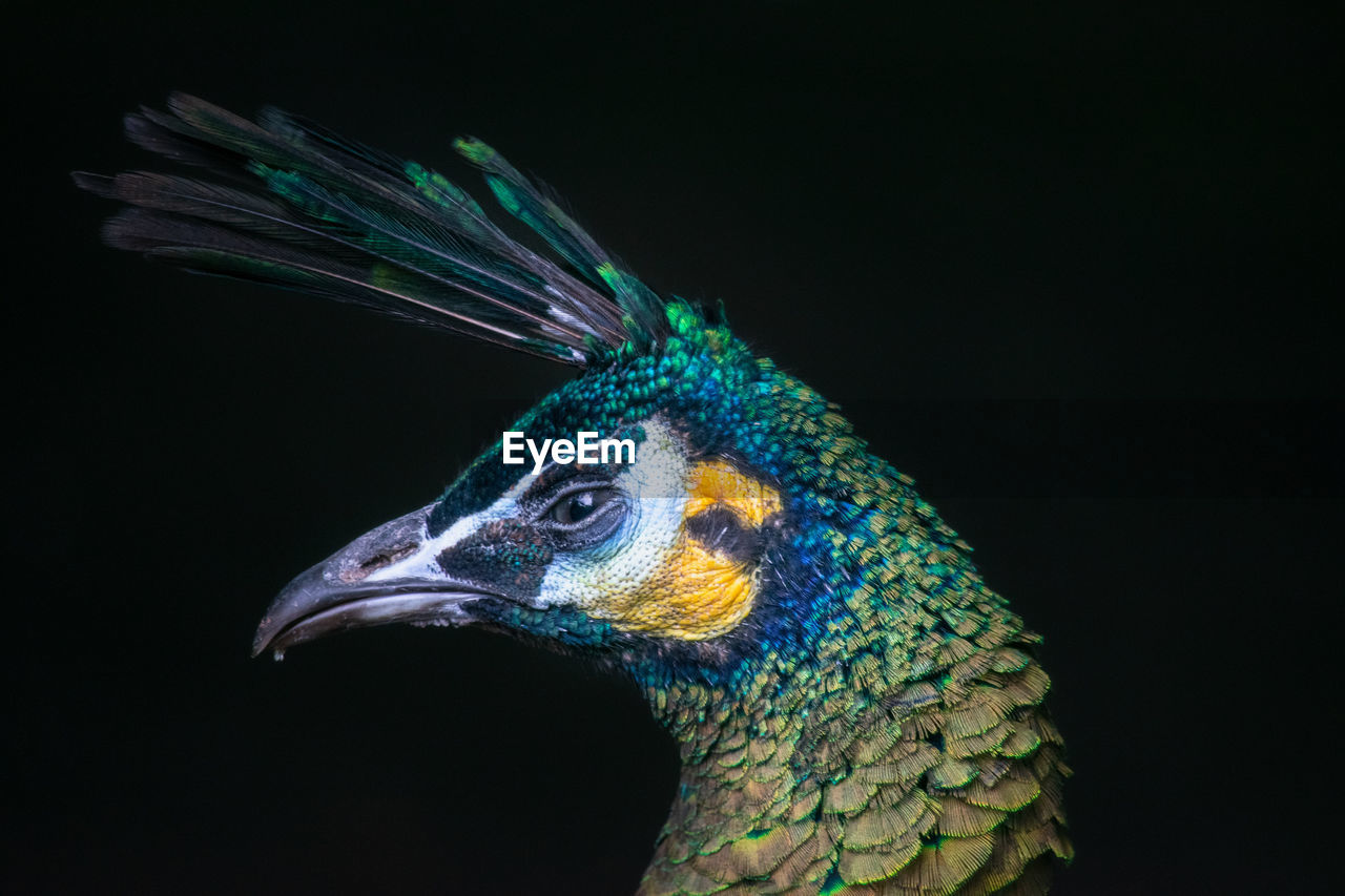 Close-up of a bird against black background