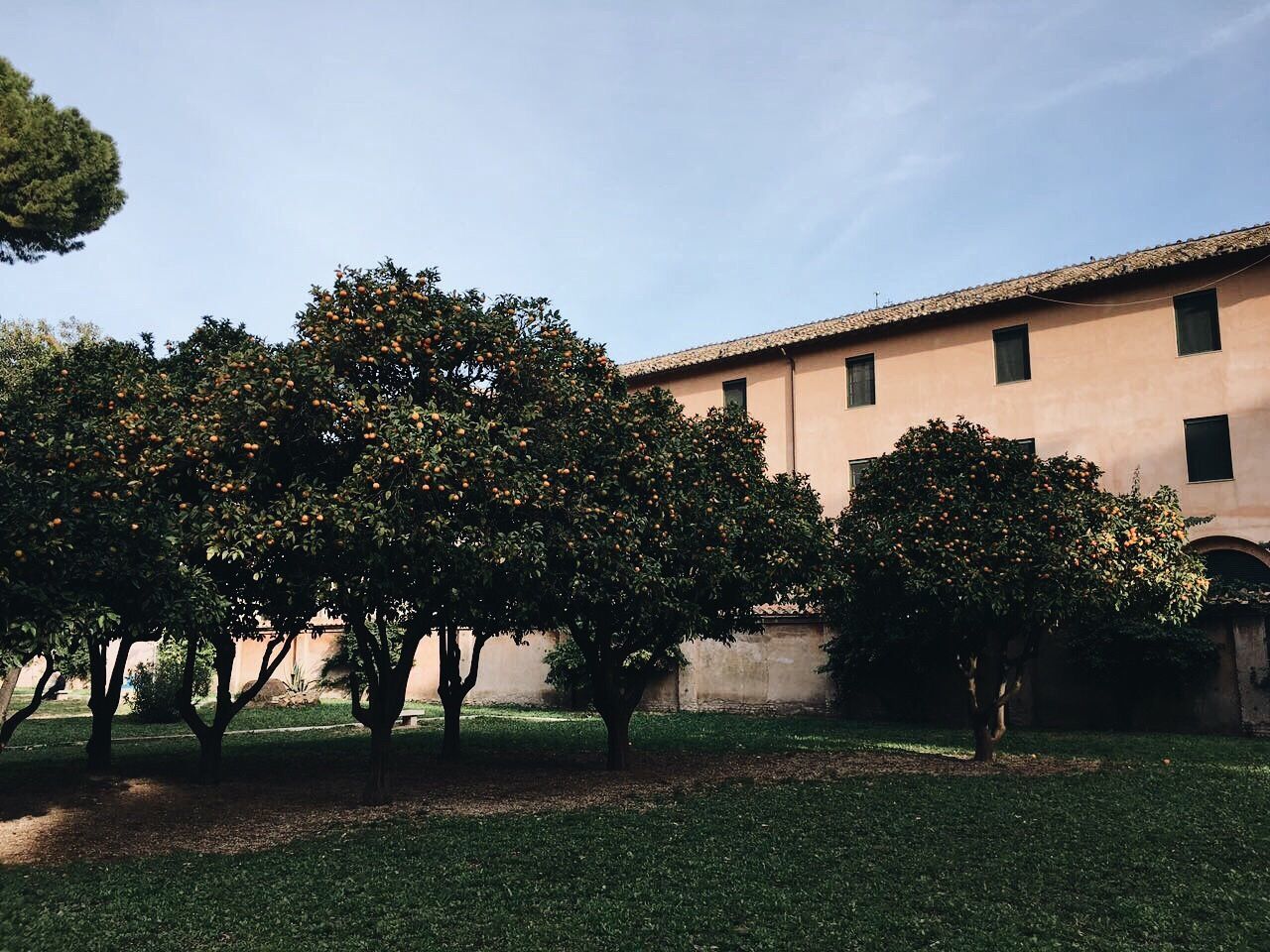 TREES AND AGAINST SKY