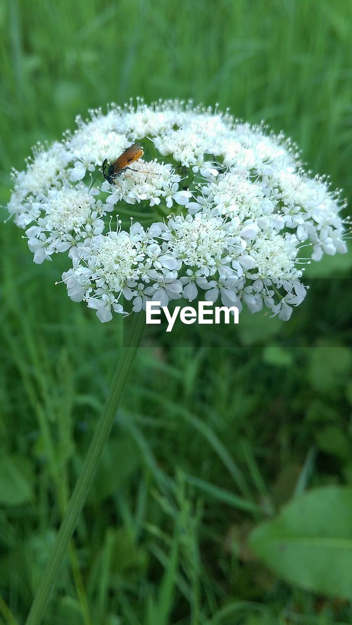 CLOSE-UP OF WHITE FLOWERS BLOOMING IN PARK