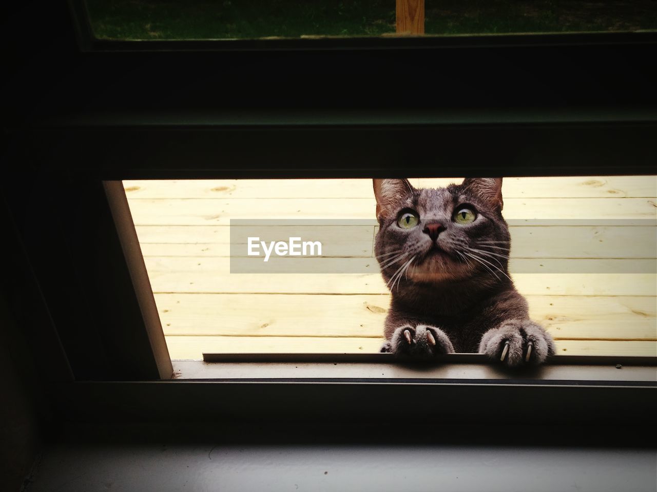 Low angle view of cat seen through skylight