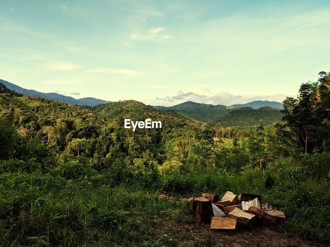 SCENIC VIEW OF FOREST AGAINST SKY