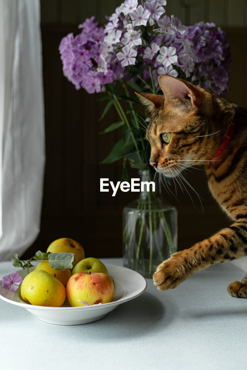 Curious bengal cat lookng at apples in plate on kitchen table