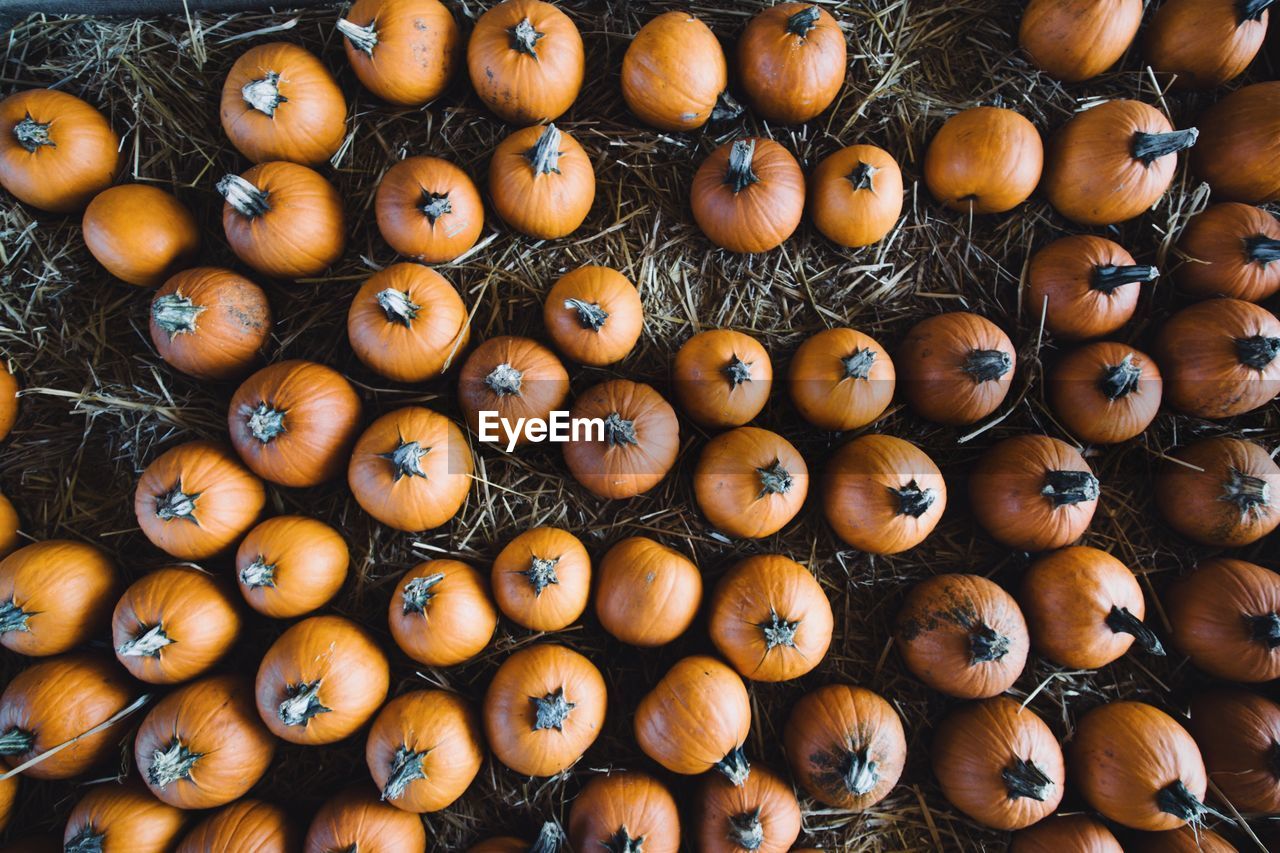 Full frame shot of pumpkins on hay