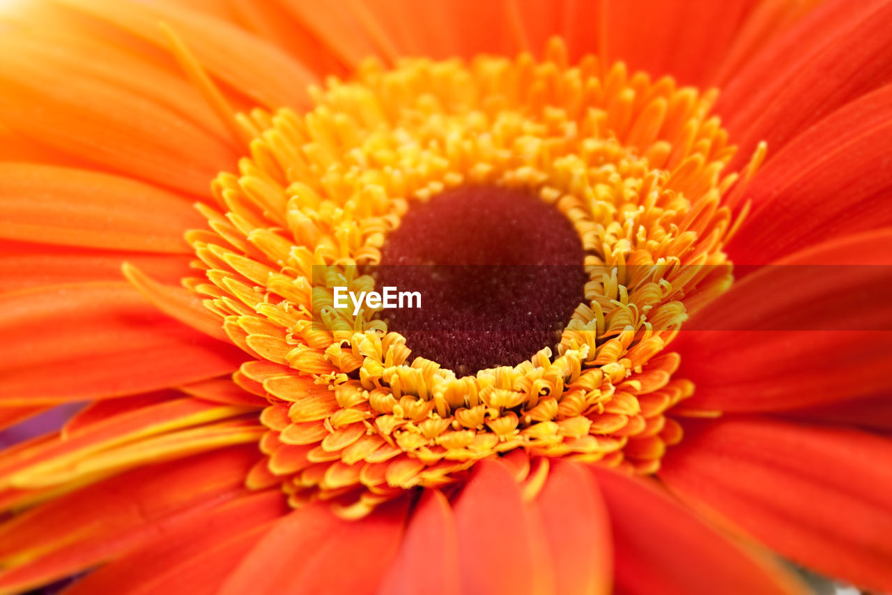 Beautiful orange and yellow flower close-up