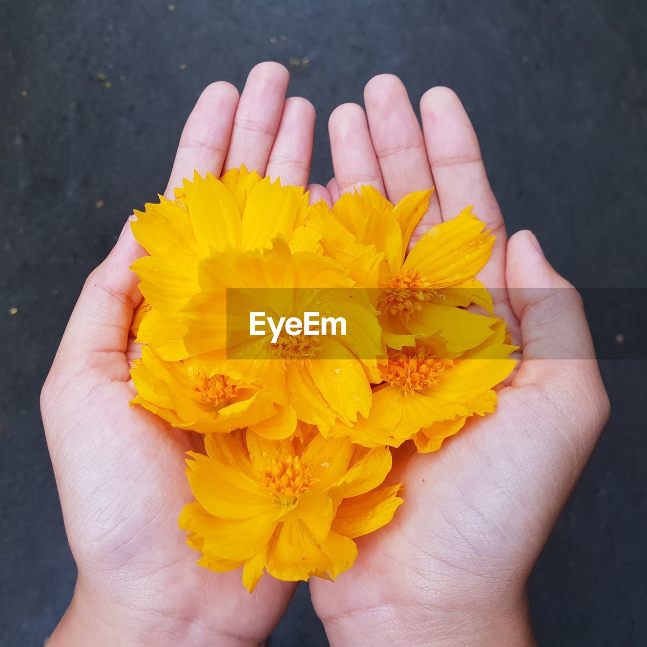 CLOSE-UP OF HUMAN HAND HOLDING YELLOW FLOWER
