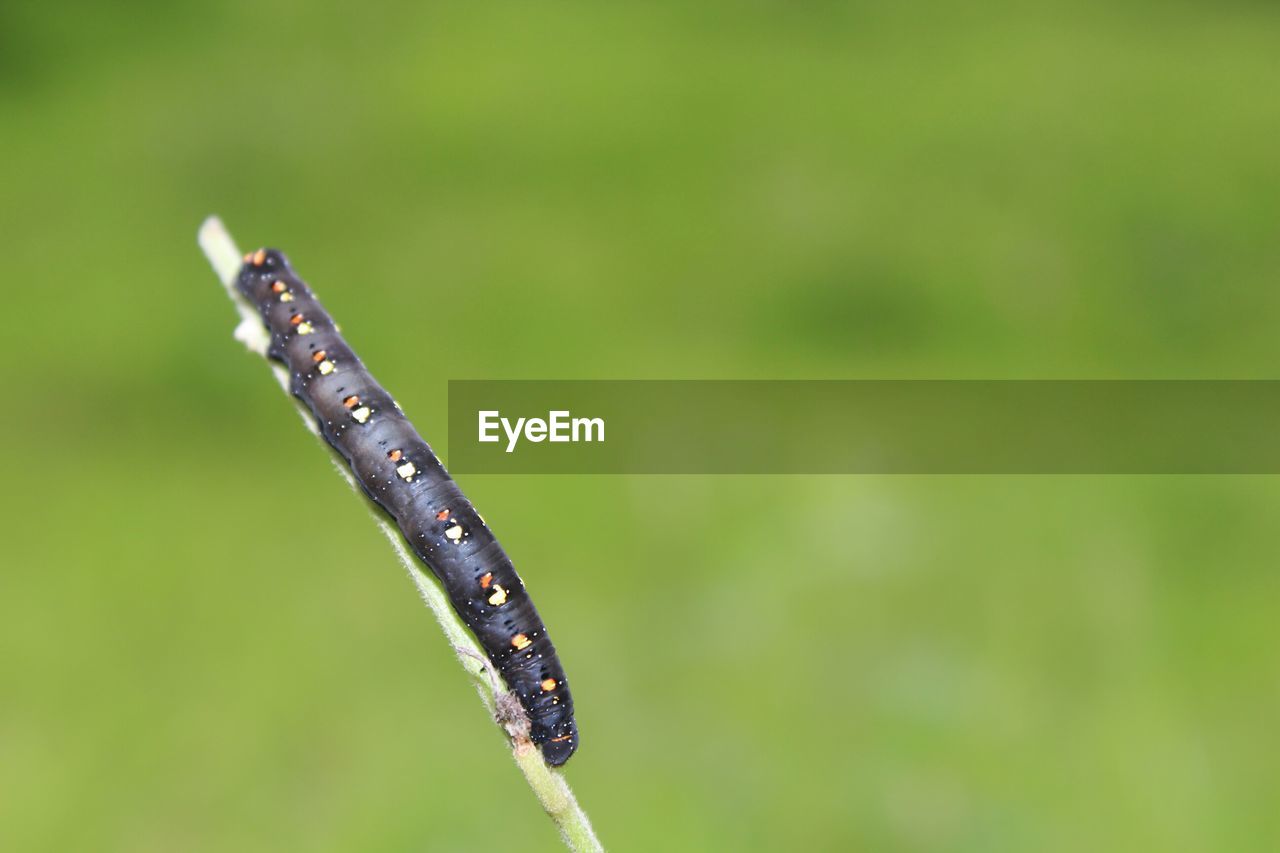 CLOSE-UP OF GRASSHOPPER ON LEAF