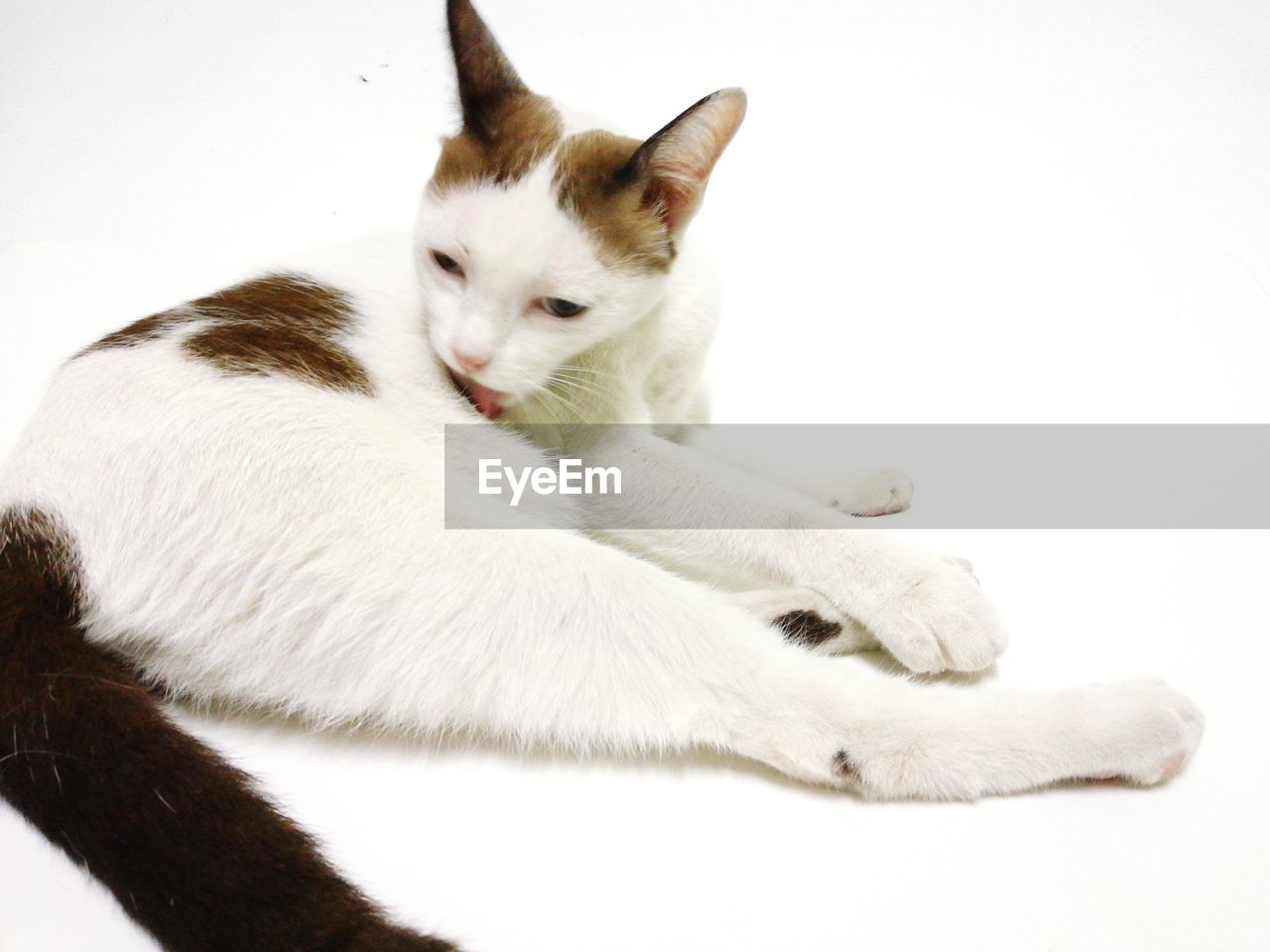 CLOSE-UP OF A WHITE CAT