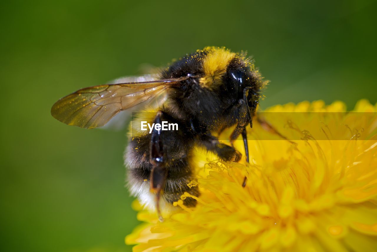 Close-up of bee pollinating on yellow flower