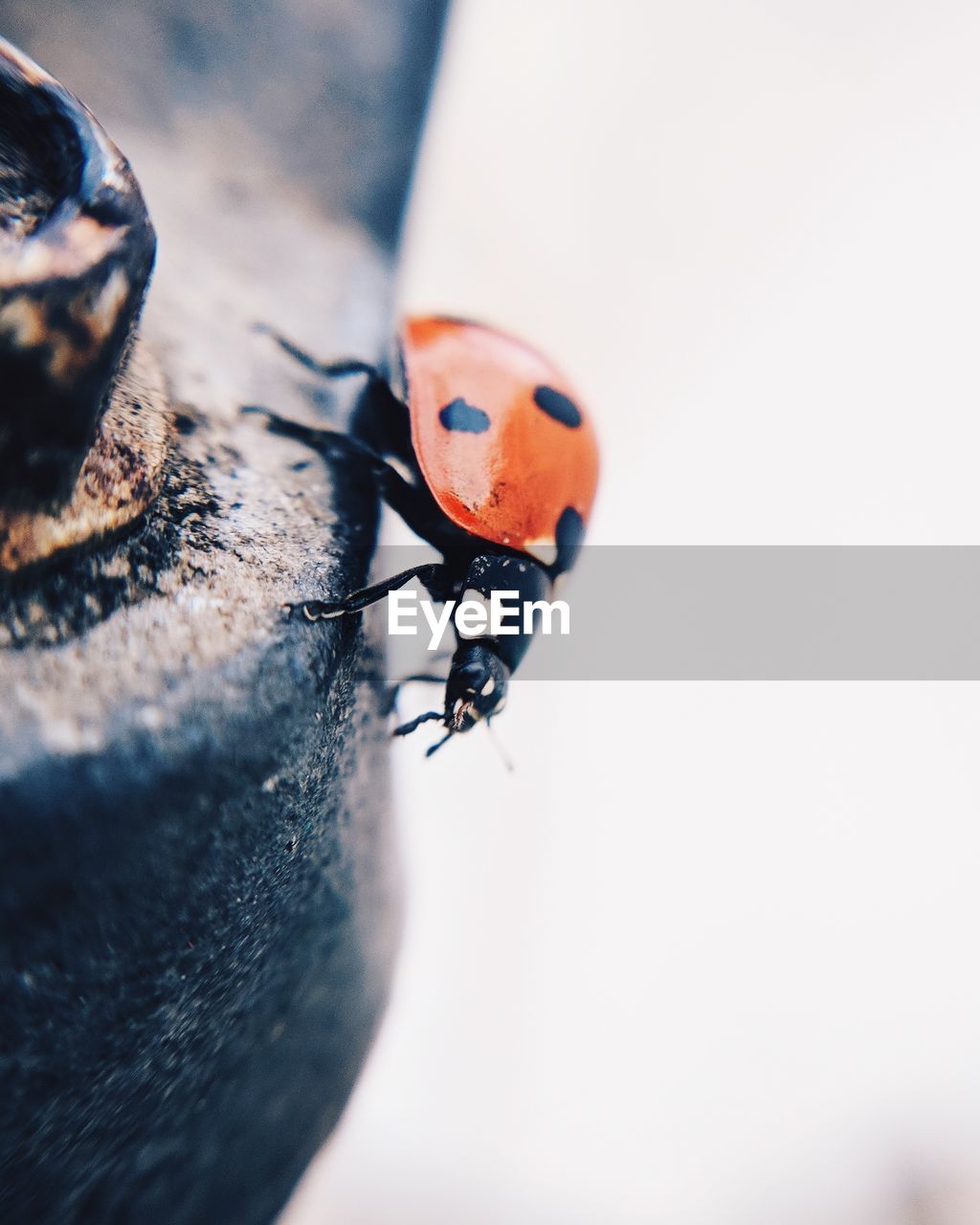 Close-up of ladybug on metal