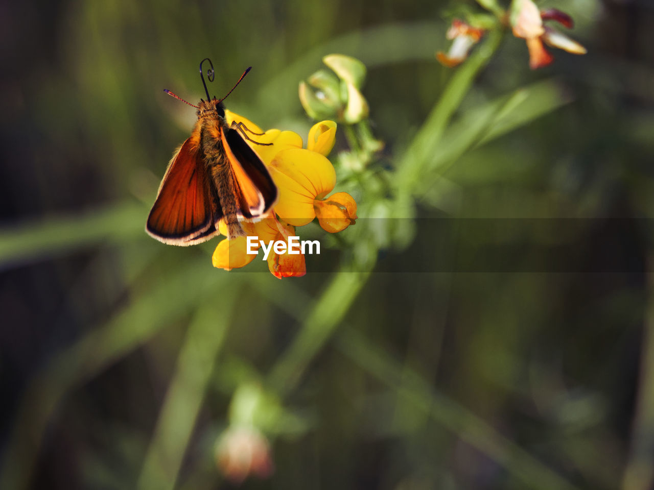 Small skipper on a yellow flower in the evening sun