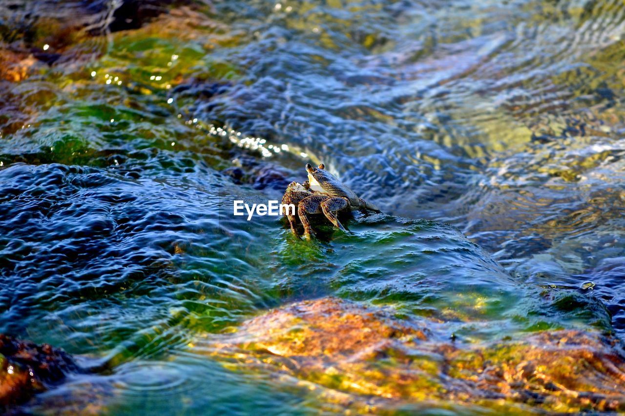 CLOSE-UP OF DUCK SWIMMING IN LAKE