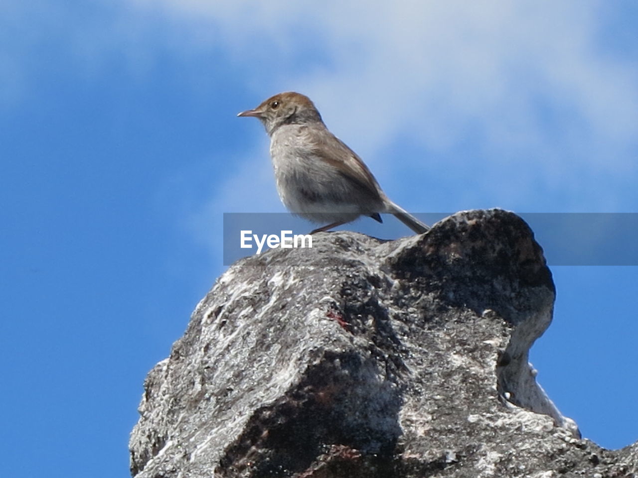 LOW ANGLE VIEW OF BIRD PERCHING ON ROCK