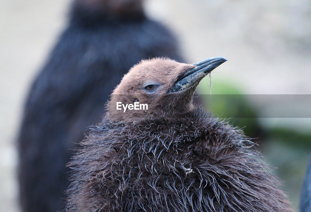 Close-up of bird