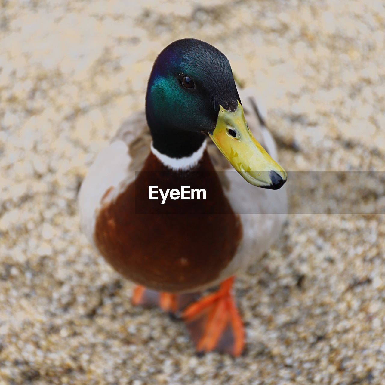 CLOSE-UP OF A BIRD