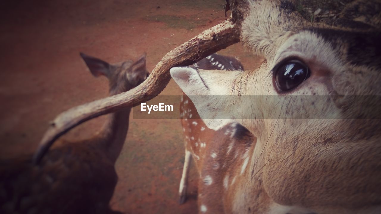 Close-up of deer standing at zoo