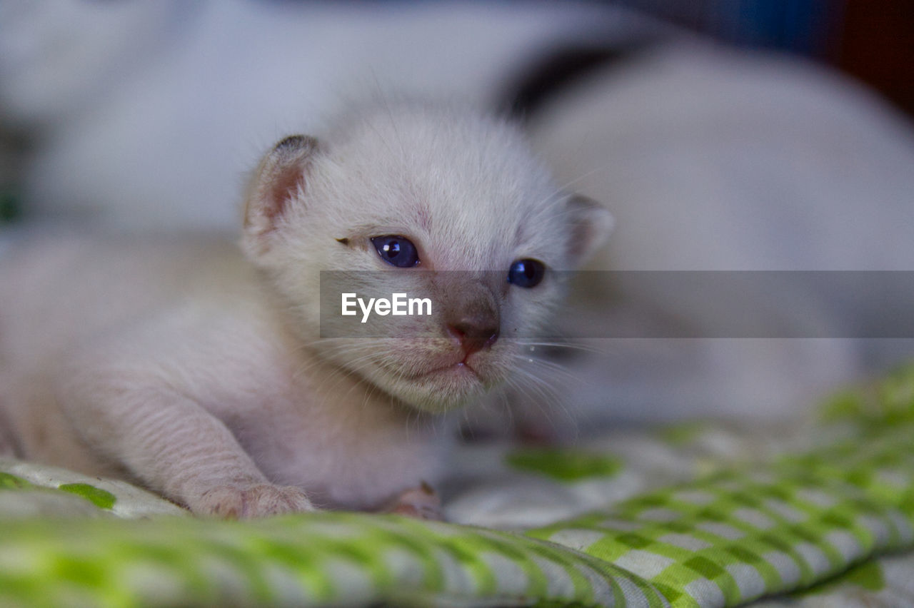 CLOSE-UP OF KITTEN