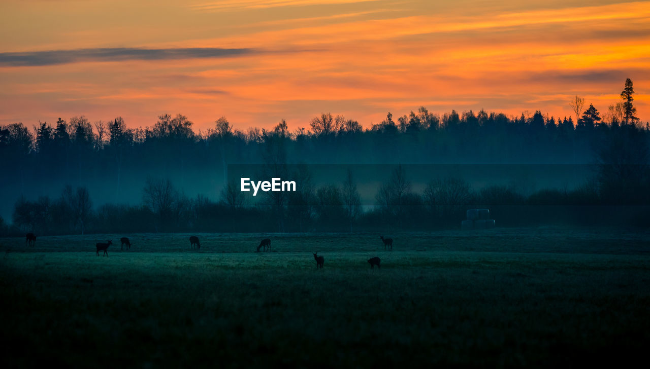 A beautiful misty morning with wild red deer herd grazing in the meadow. 