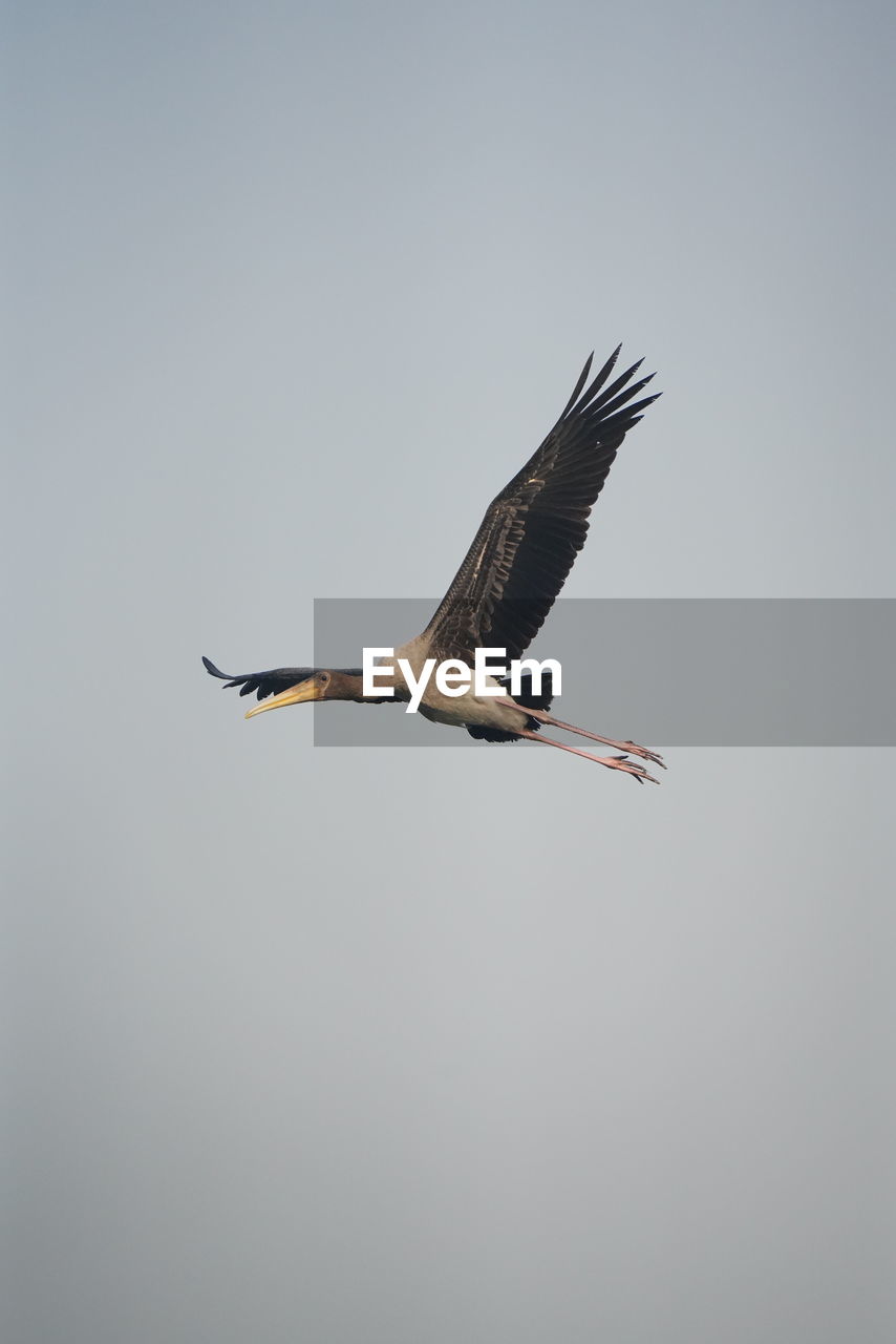 animal themes, animal, animal wildlife, wildlife, bird, one animal, flying, spread wings, animal body part, no people, nature, mid-air, sky, wing, full length, motion, copy space, outdoors, stork, low angle view