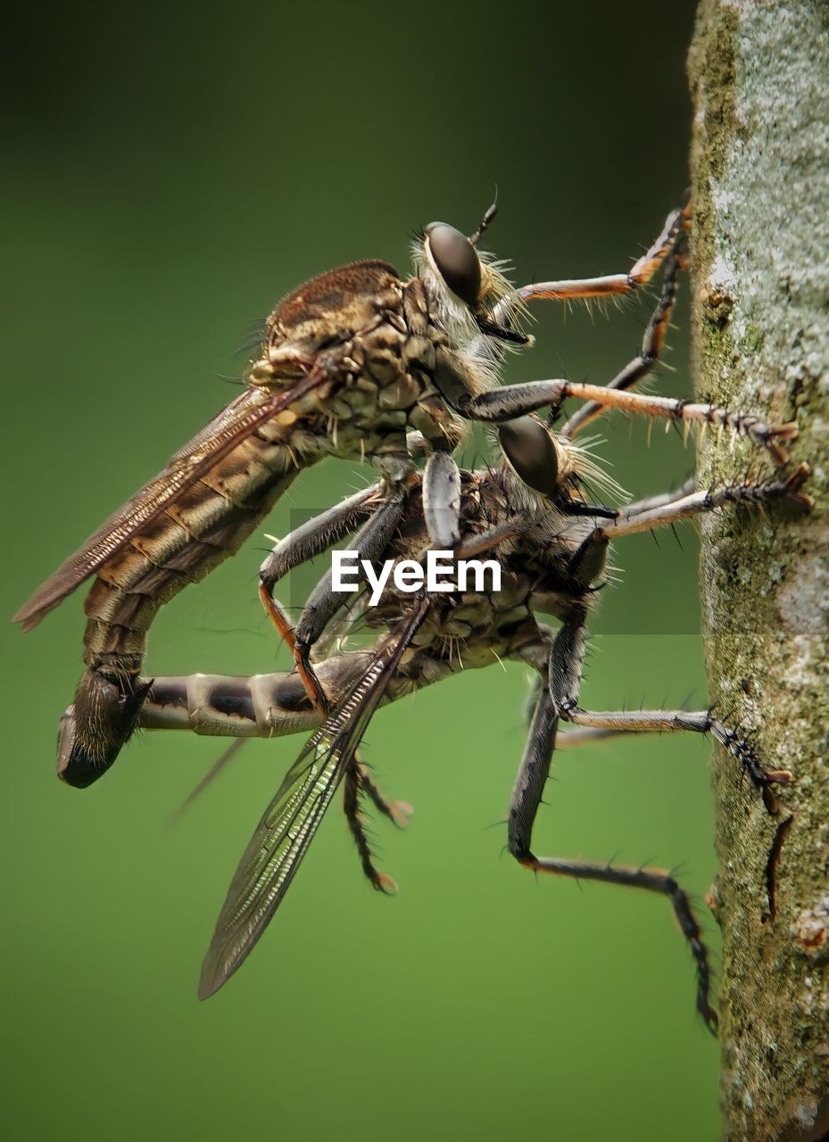 CLOSE-UP OF GRASSHOPPER