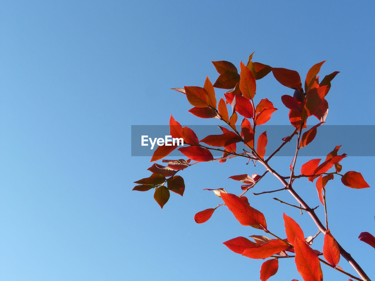 Low angle view of maple tree against clear sky