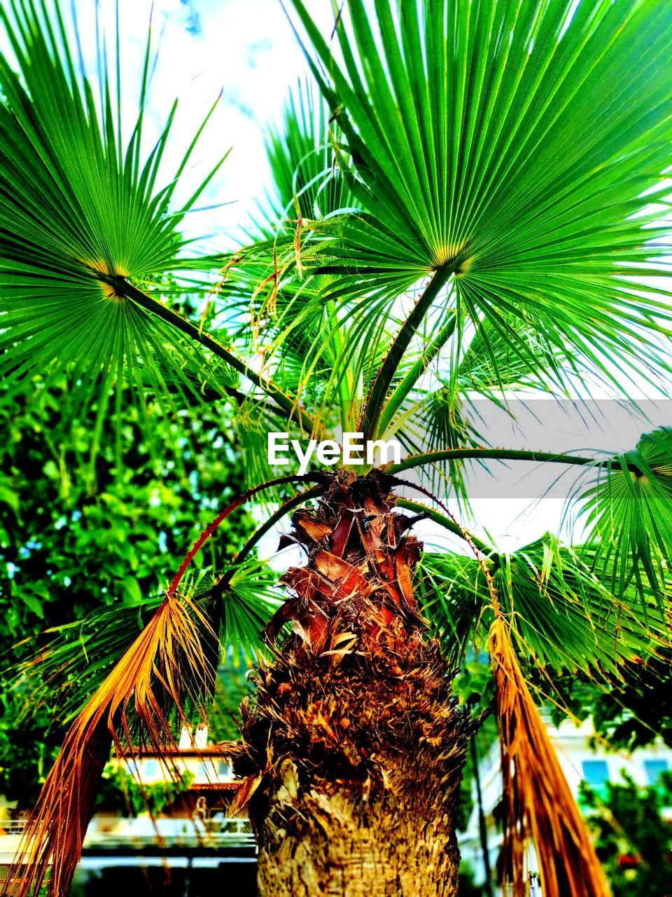 CLOSE-UP OF COCONUT PALM TREE WITH PLANTS