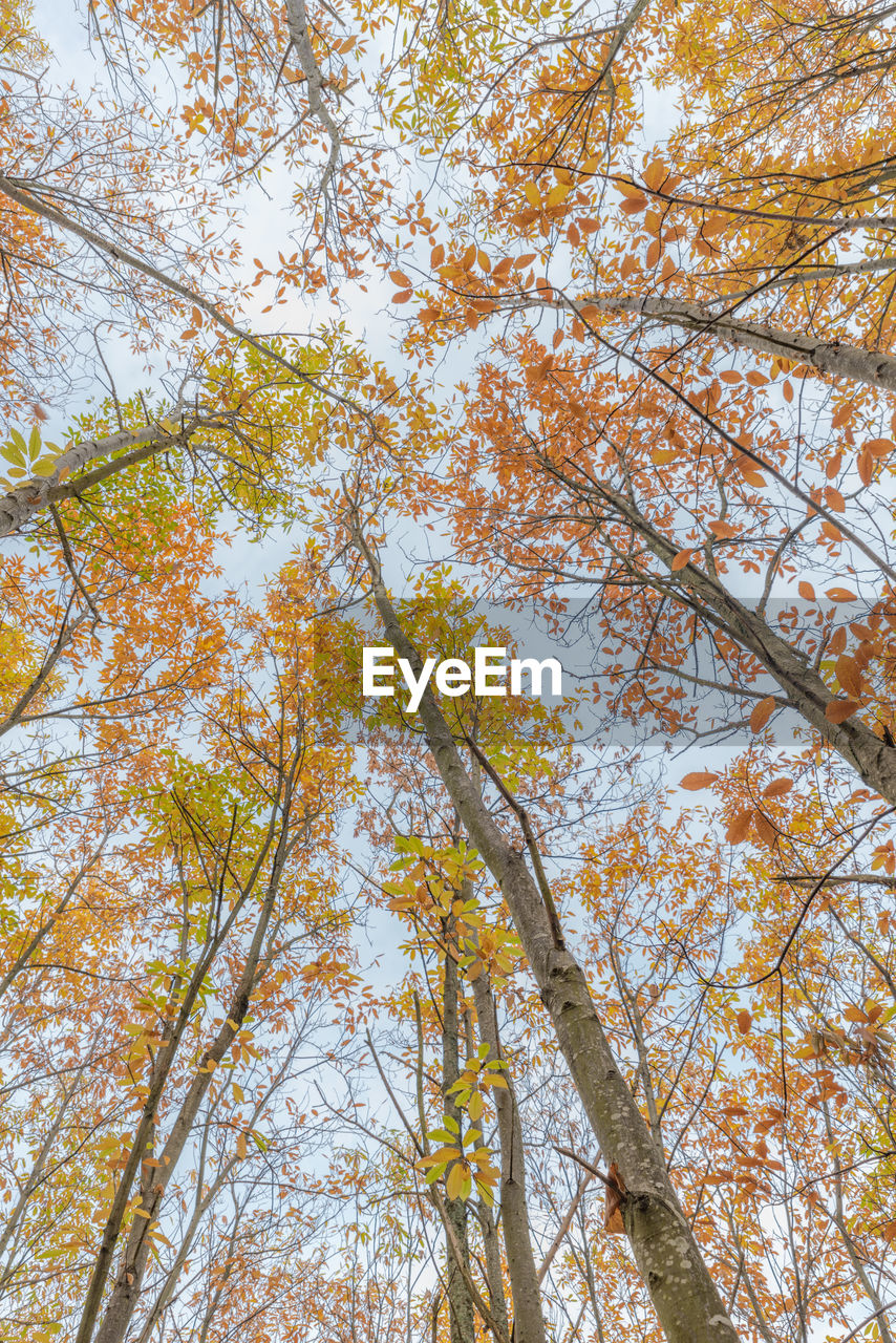 LOW ANGLE VIEW OF TREES DURING AUTUMN