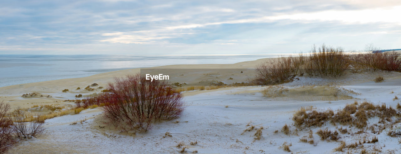 sky, winter, land, snow, water, cloud, nature, plant, scenics - nature, beauty in nature, beach, sand, sea, natural environment, shore, landscape, tranquility, environment, no people, tranquil scene, day, marram grass, morning, tree, grass, dune, non-urban scene, cold temperature, sand dune, outdoors, coast, horizon, travel destinations, wilderness