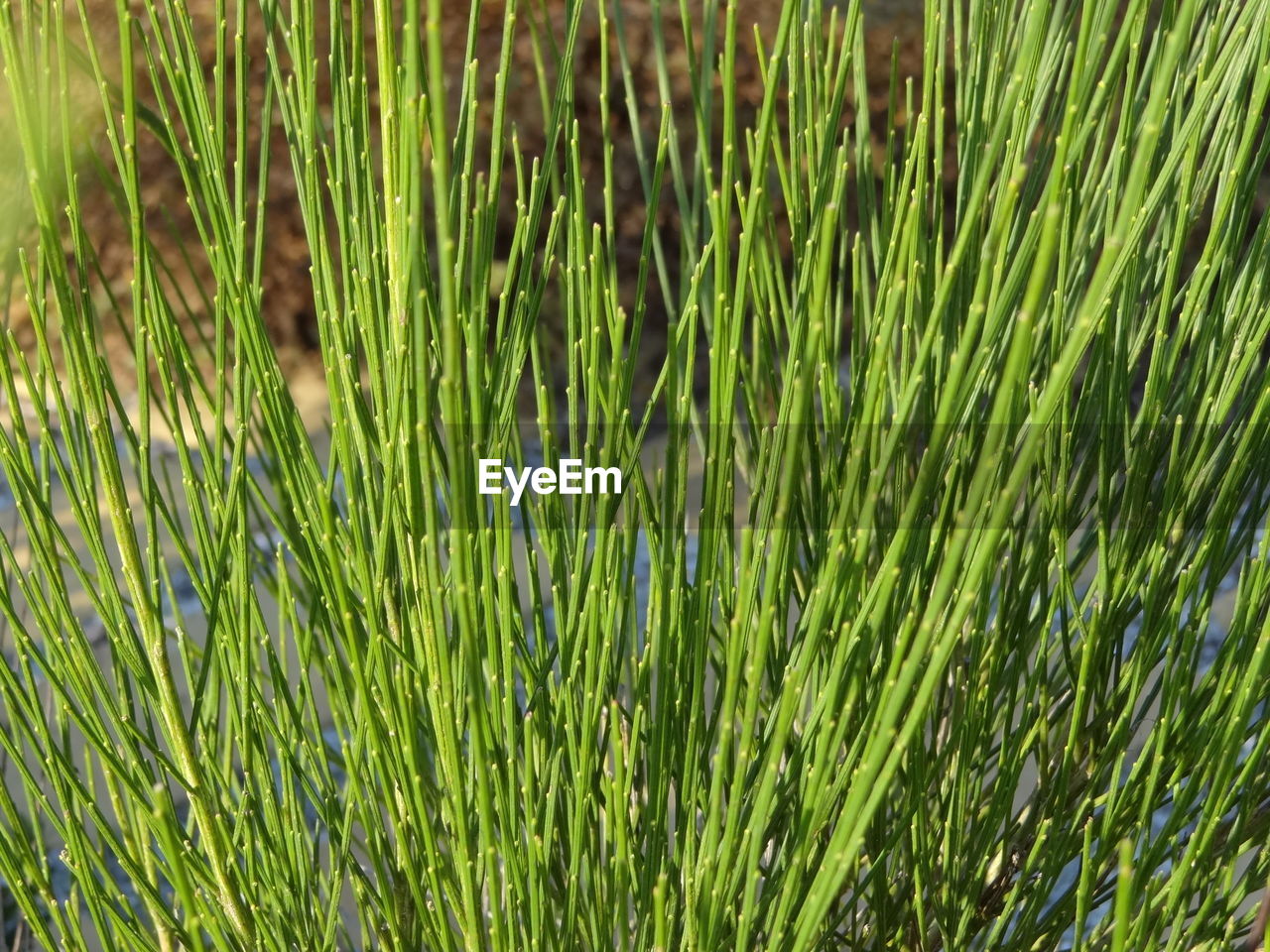 CLOSE-UP OF GRASS IN FIELD