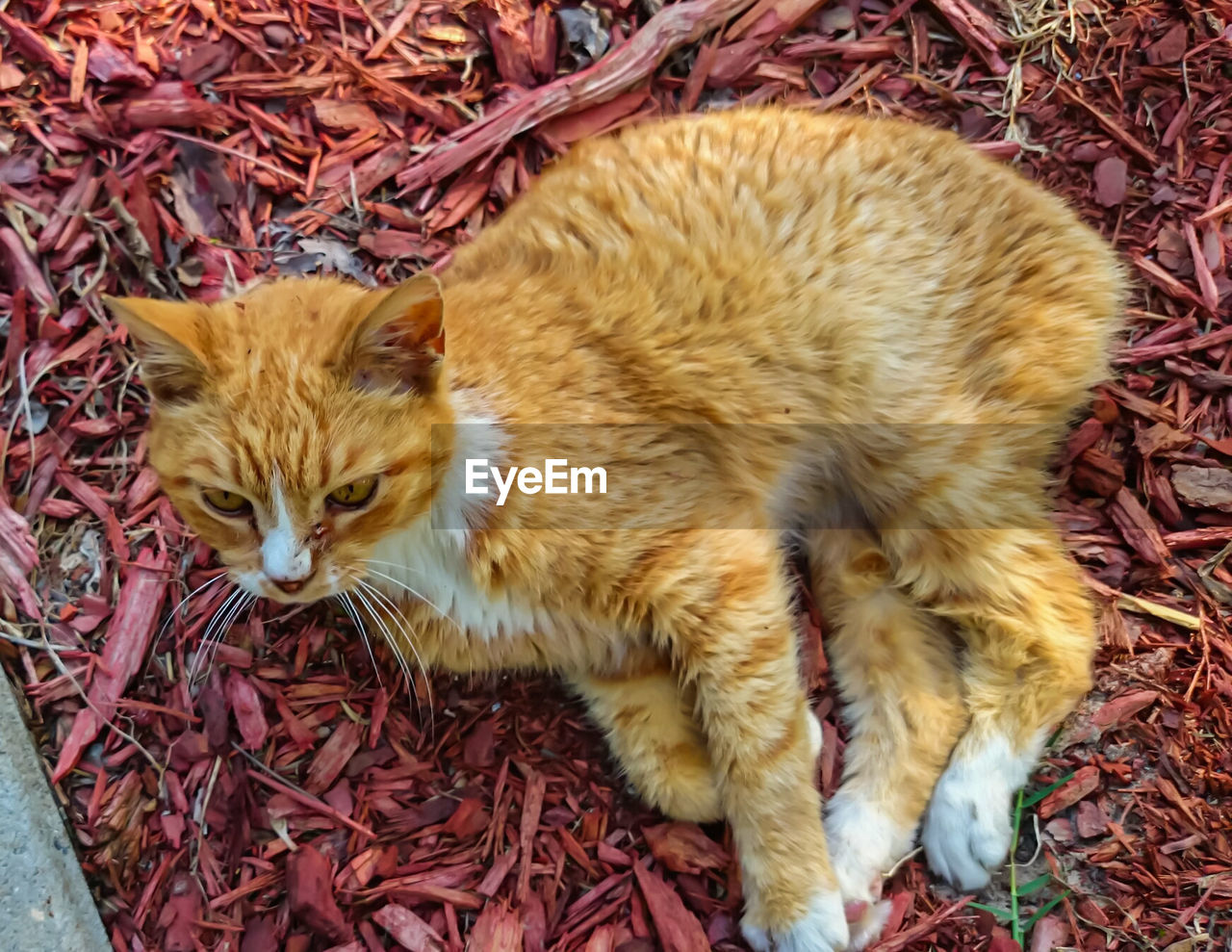 Close-up of cat relaxing outdoors