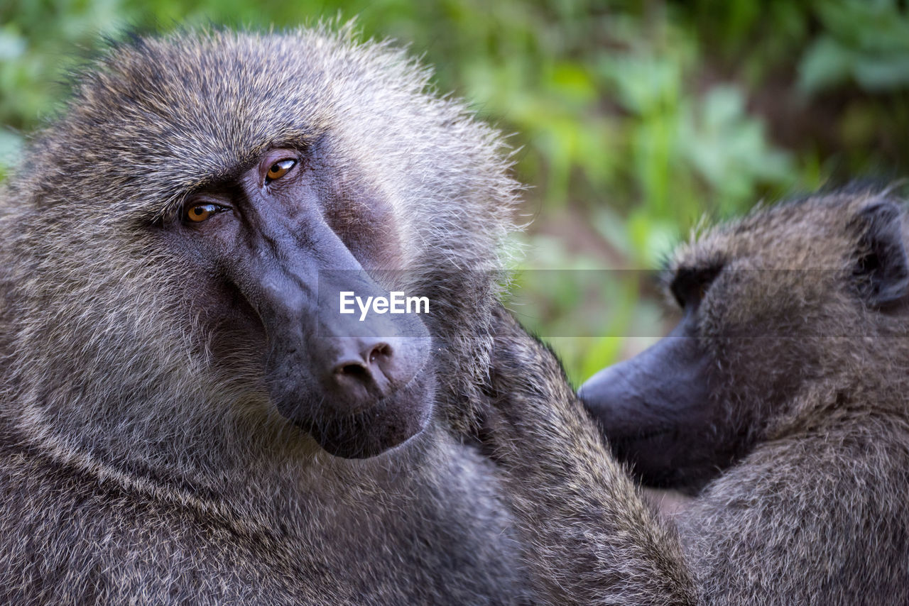 Close-up portrait of baboon