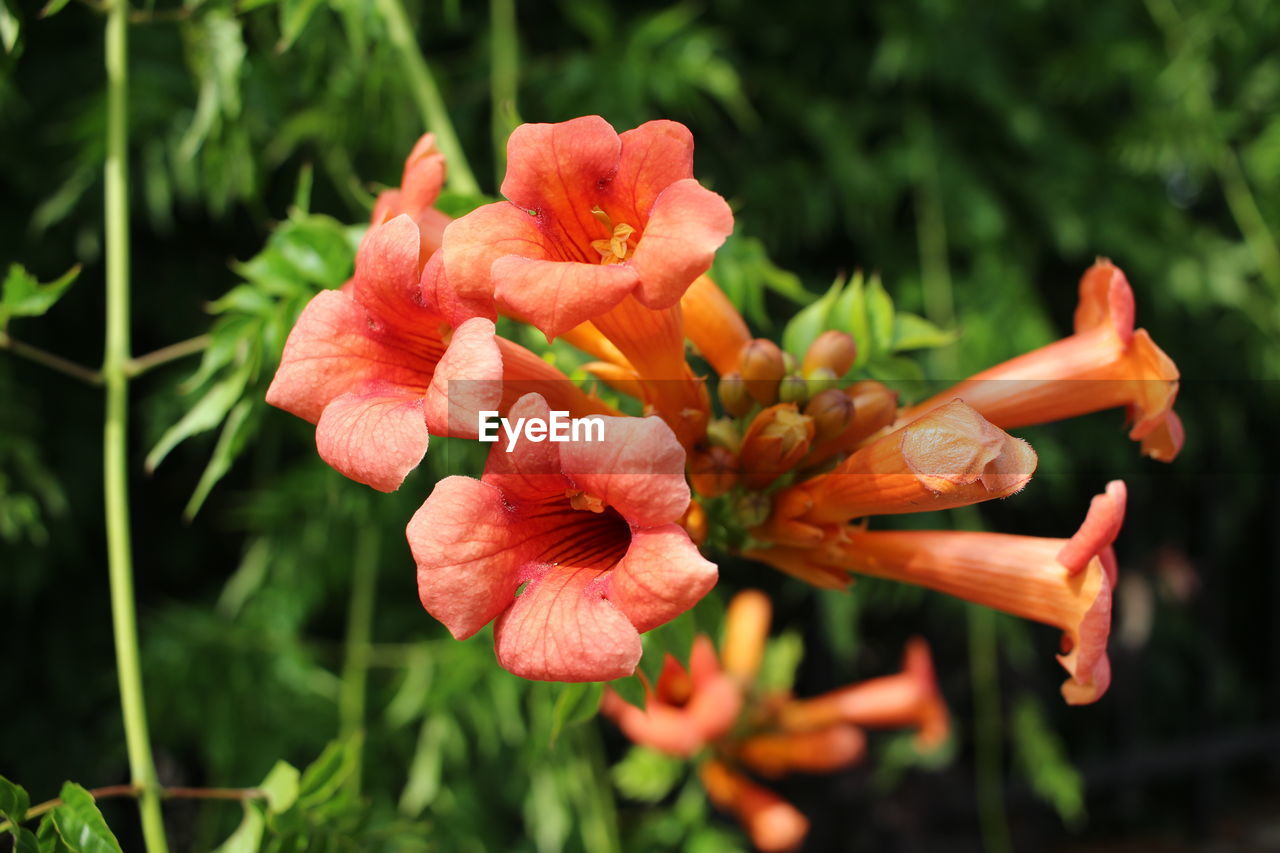 Close-up of orange day lily