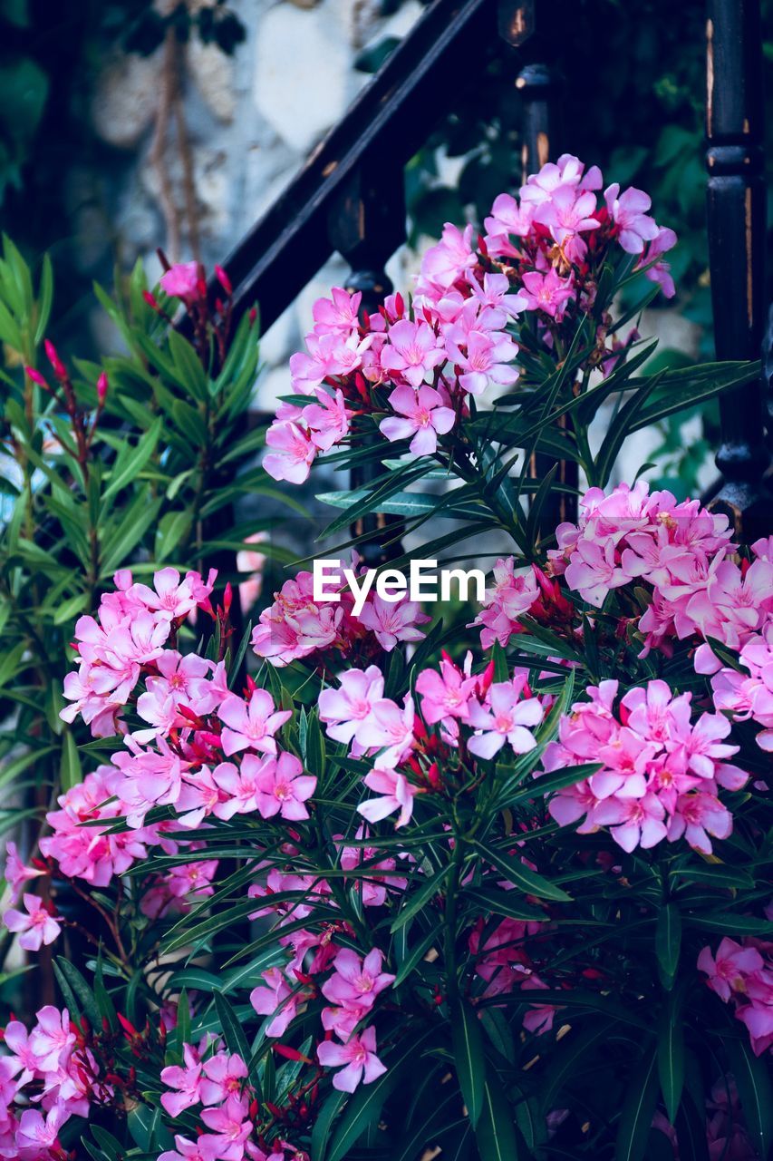 Close-up of pink flowering plants