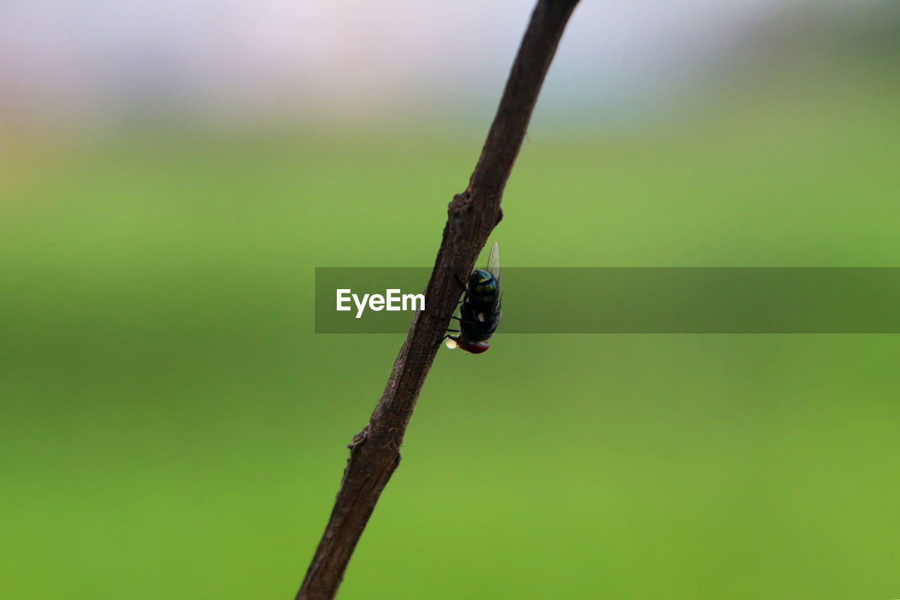 A green flies perched on a tree twig.