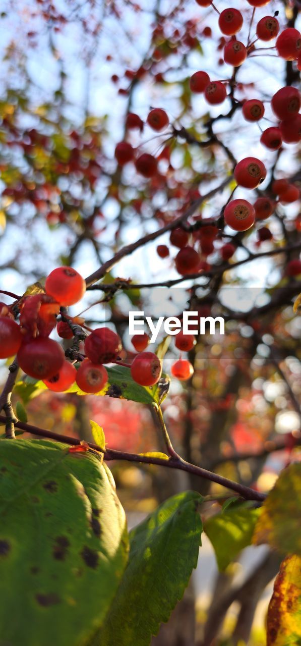 low angle view of red flowering plant