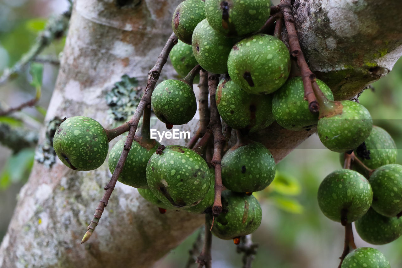 CLOSE-UP OF FRESH FRUITS ON TREE