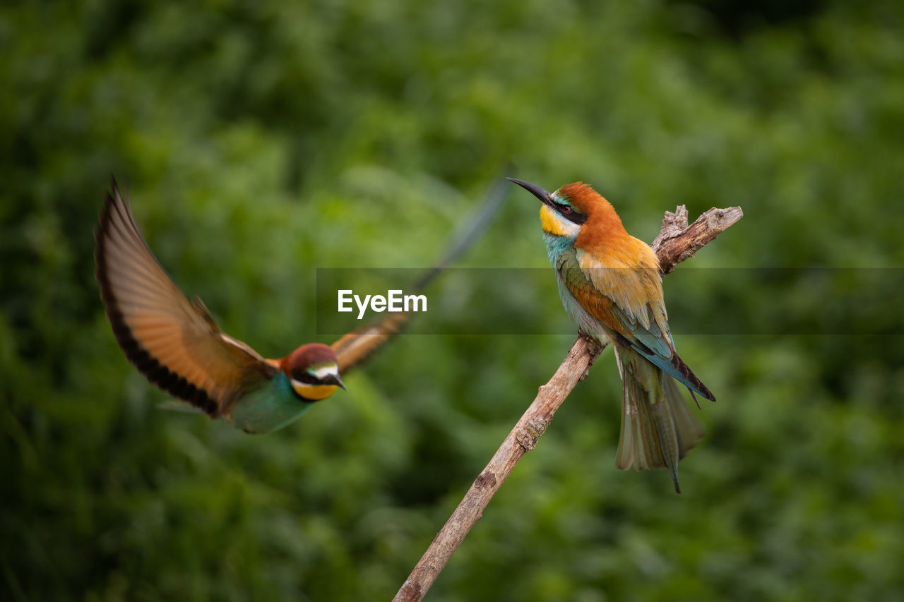 Colorful bee eaters birds in springtime.