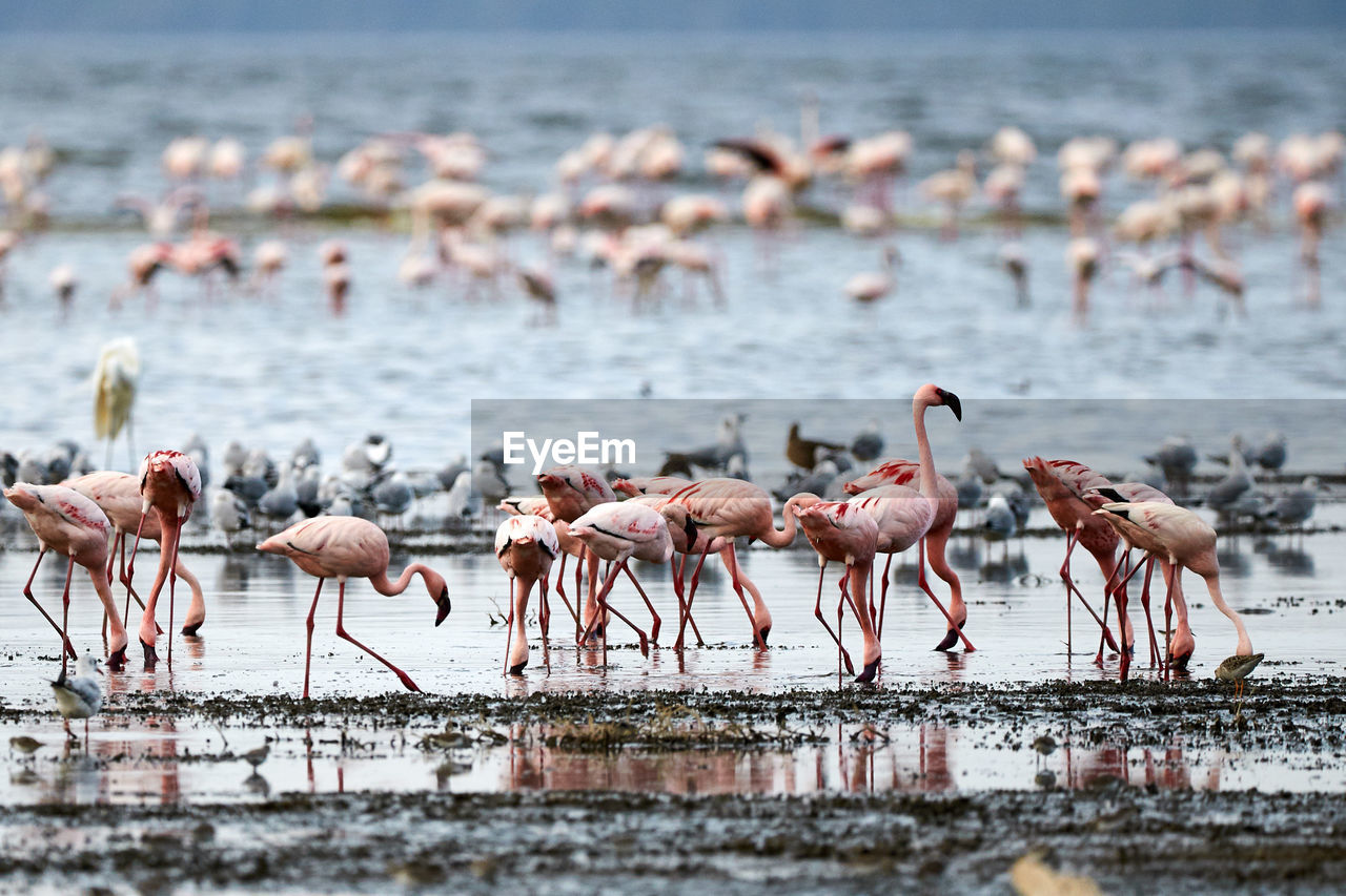 Flock of flamingos on beach