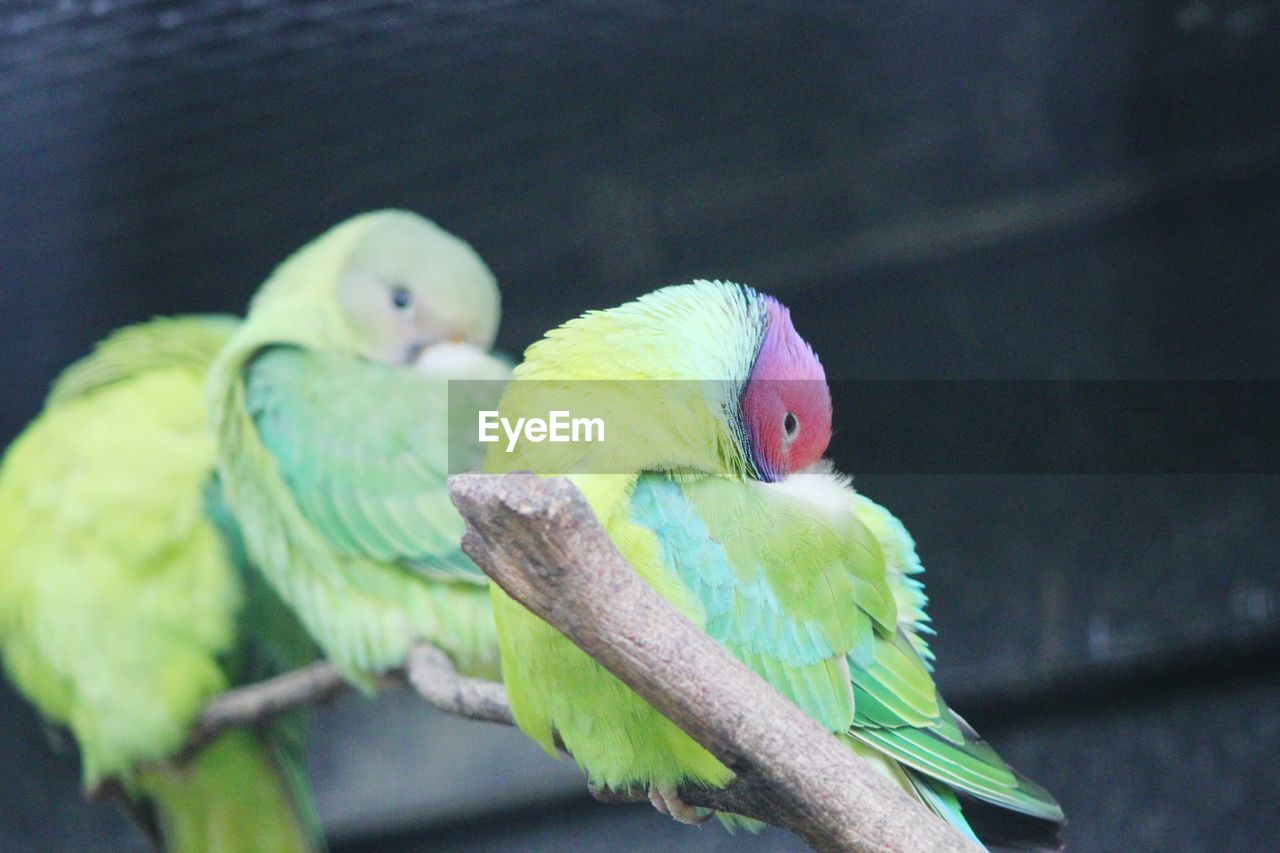 Close-up of parrot perching on branch