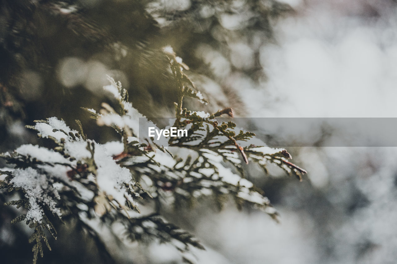 Close-up of frozen tree branch during winter