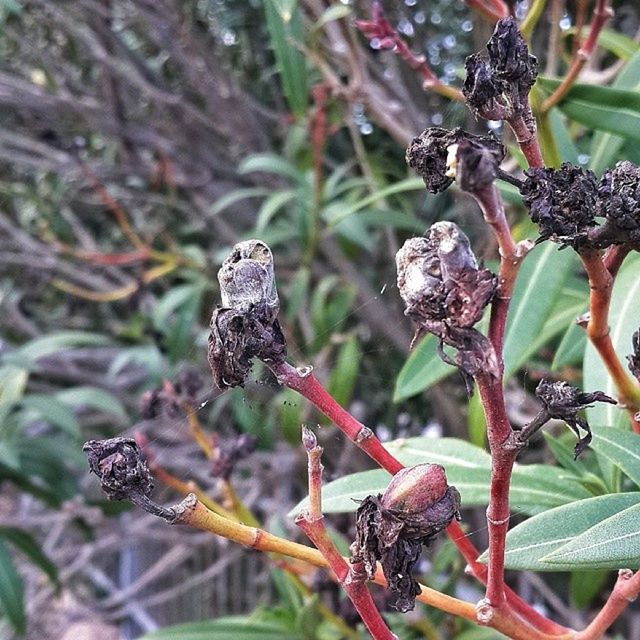 CLOSE-UP OF PLANT AGAINST BLURRED BACKGROUND