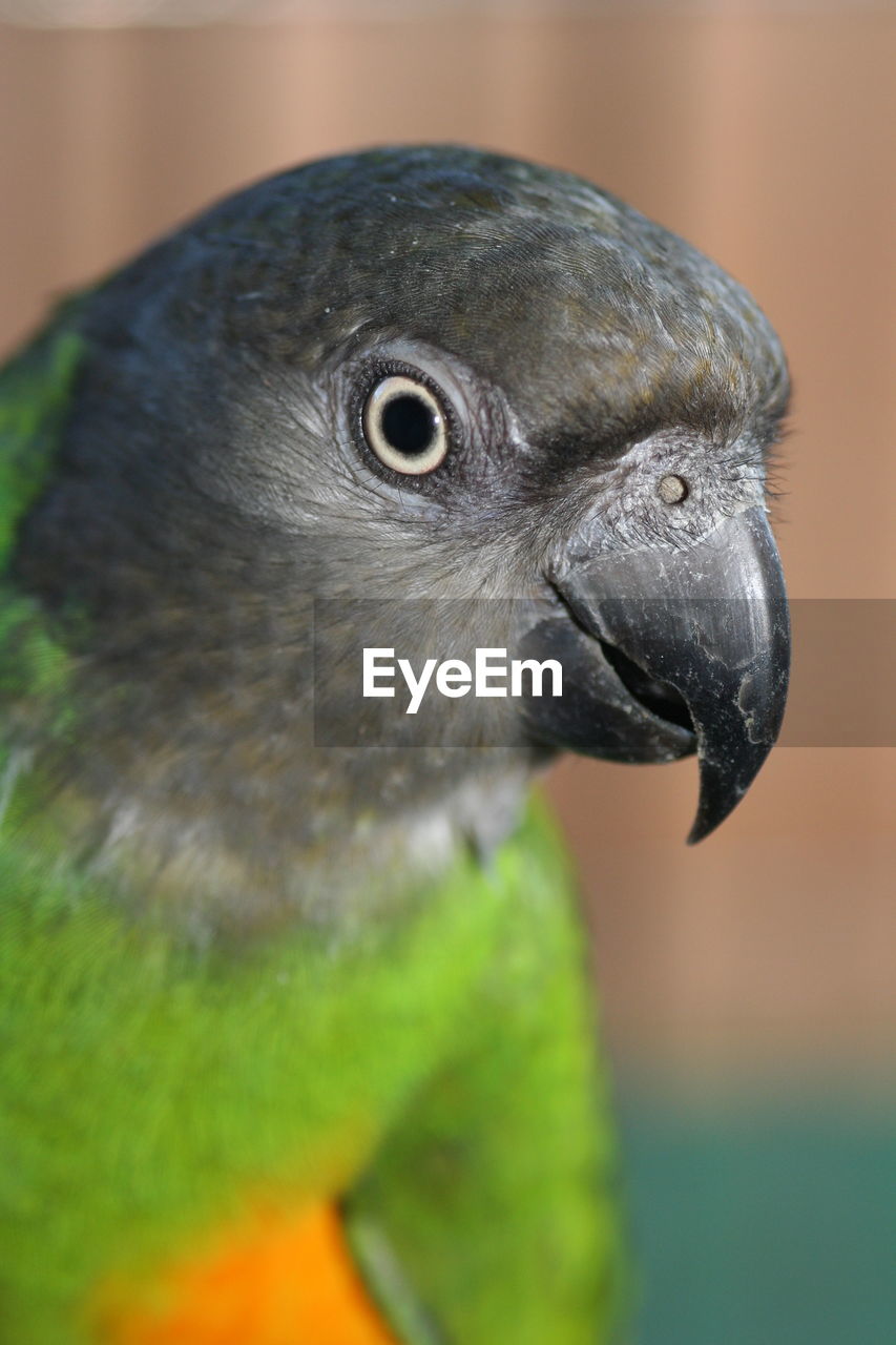 Close-up of a bird